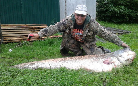 Пензенец поймал гигантского сома - фото