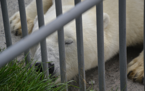 Мишка ждет варенье и страдает от жары: как живет Пензенский зоопарк во время пандемии