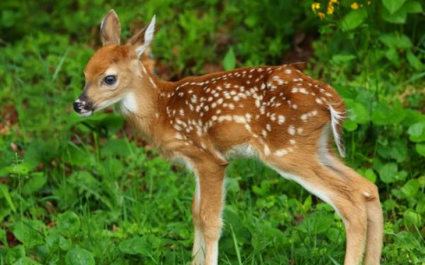 "Это же Бэмби": пензенец встретил на дороге малыша-олененка