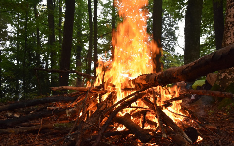 Пожар! В Заречном загорелись деревья