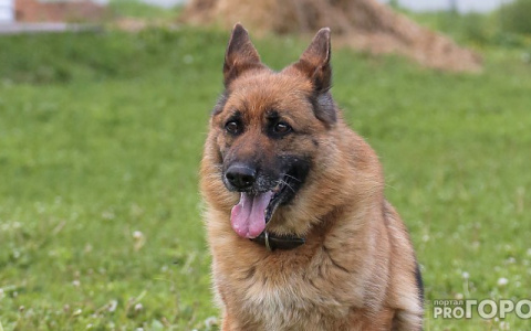 «Перестаньте быть свиньями»: пензячка возмутилась тем, что на стадионе выгуливают собак