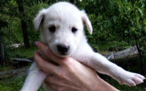 Два месяца отроду: в Пензе почти три десятка щенков выкинули на улицу