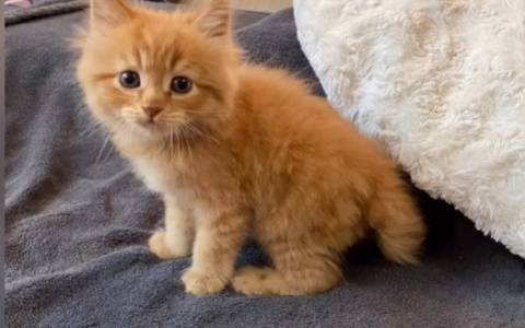 Услышала писк под люками: пензенские волонтеры рассказали историю спасения котенка из колодца - видео