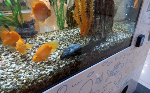 Пензенцы высмеяли автора снимка дохлой рыбки в аквариуме ТЦ