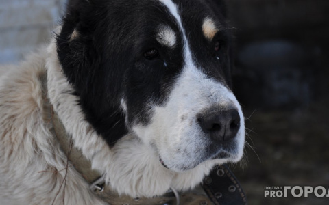 В Пензе четверых чиновников из Управления ветеринарии наказали за бездомных животных