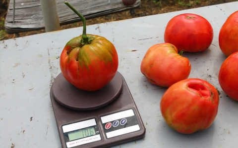 Жительница Пензенской области вырастила помидор весом в 700 граммов