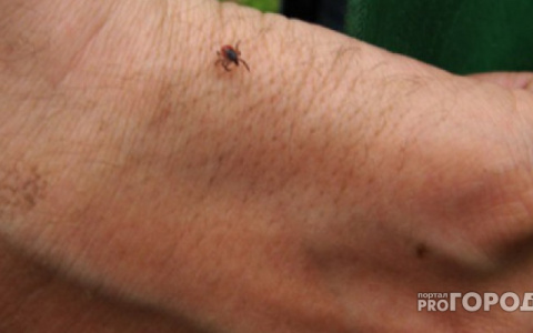 В Пензенской области 1771 человек пострадали от укусов клещей