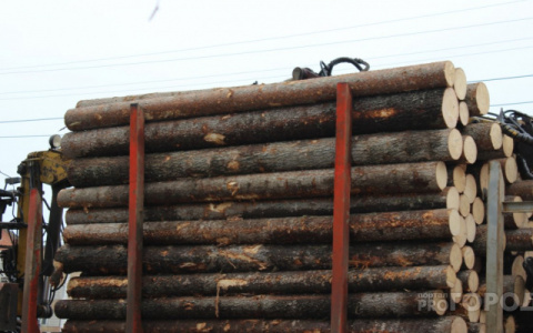 «Штраф тысяча рублей»: в Кузнецком районе лесники оставляли древесину гнить на делянках