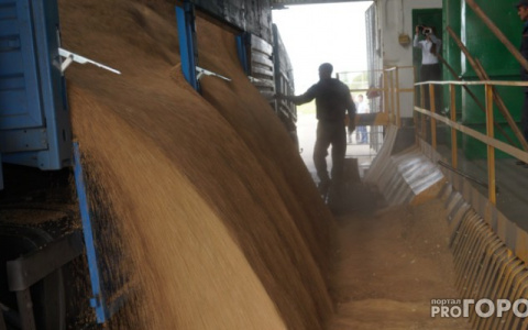 В Кузнецком районе в собранное зерно гадили птицы