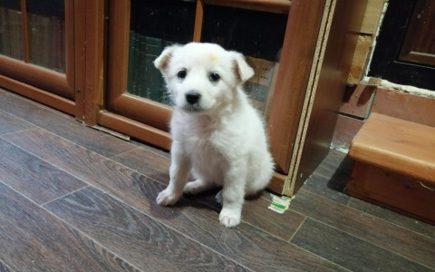 30% собак не выживают - какого вируса стоит бояться пензенским собаководам?