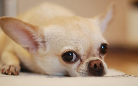 Парвовирусный энтерит - что это такое и почему пензенским собаководам стоит его бояться?