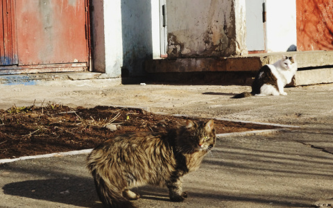 «Выкинул кота с 8 этажа»: 46-летний пензенец заплатит штраф за жестокое обращение