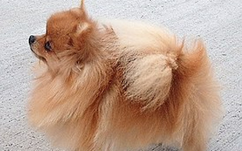 «Померанского шпица так и не получила»: 17-летнюю пензячку обманули при покупке собаки