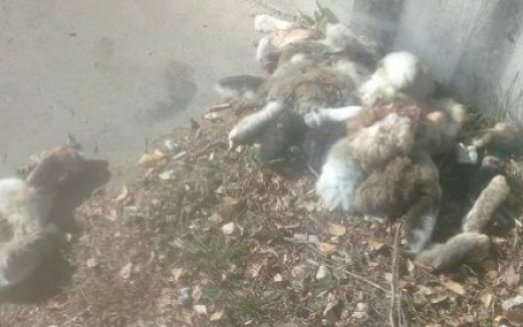 На глазах у детей: в Пензе возле жилого дома выбросили тушки кроликов