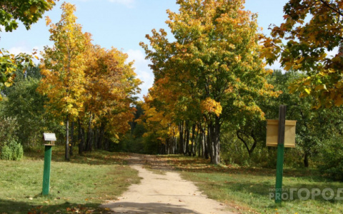 Становится прохладнее: синоптики рассказали о погоде в Пензе на 4 октября