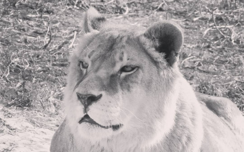 Прощай, королева: в пензенском зоопарке умерла львица Дайна