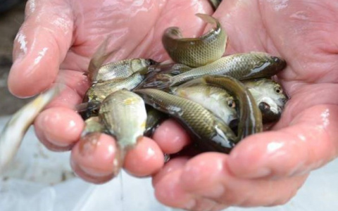 Пензенские энергетики выпустили в Волгу три тонны мальков сазана