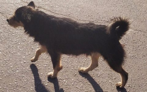 Пензенский врач назвал главные ошибки хозяев при переломах у кошек и собак