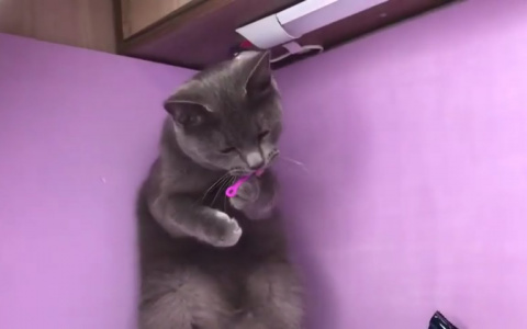 Как безобидные резиновые игрушки могут осложнить жизнь любой кошке?