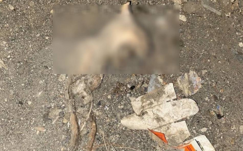 "Наступить некуда": в подвале одного из домов Пензы обнаружили "кладбище" животных