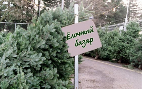 Где пензенцам купить елки:  список адресов