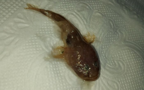 Житель пензенского региона хотел купить соленую кильку, а получил «мутанта»