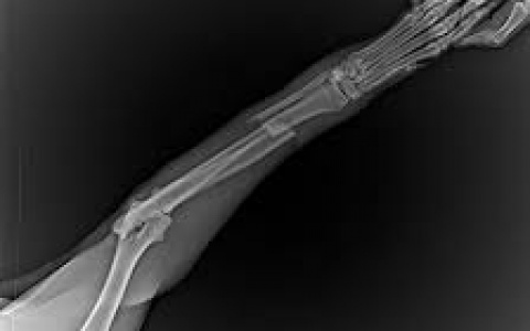 Ветеринар из Пензы перечислил особенности лечения собак