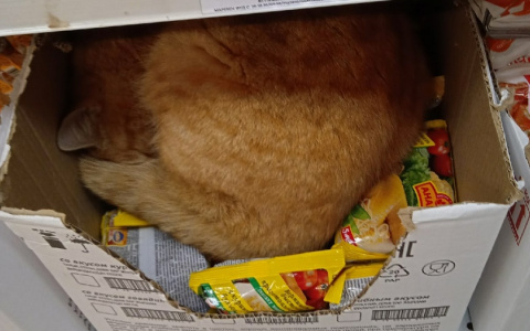 В Пензенской области в лапше быстрого приготовления нашли кота
