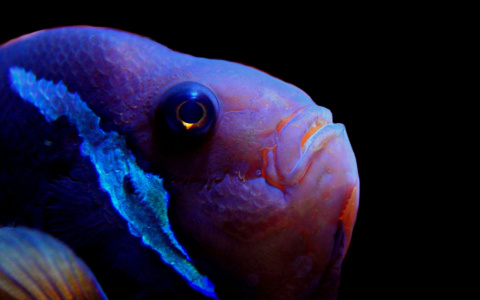 Сотни глаз подо льдом: пензенские рыбаки были в шоке от увиденного