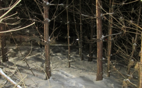 В Пензенской области мужчина охотился на кабана, но убил человека