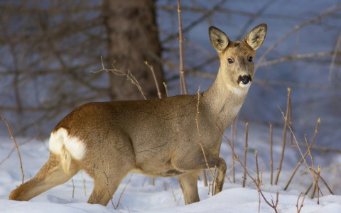 В Пензенской области отстреливают косуль и лосей