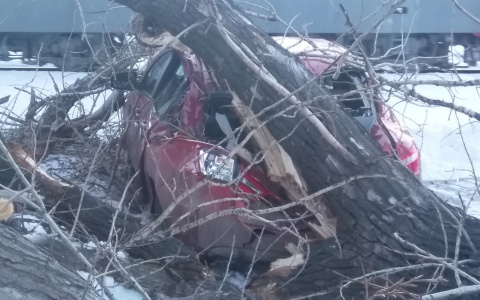 В Пензе "Ладу Весту" завалило деревьями - фото