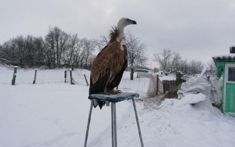 У пензенца нашли редких и исчезающих животных: подробности