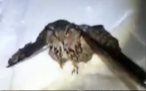 В Пензенской области замечена редкая птица