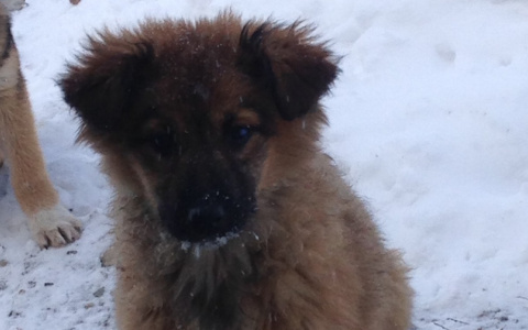 Малыши ищут дом: в Пензе двух щенков выбросили на помойку