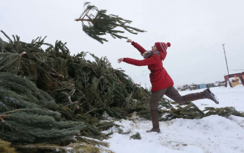 В Пензенской области животные ужинают в центре города - видео