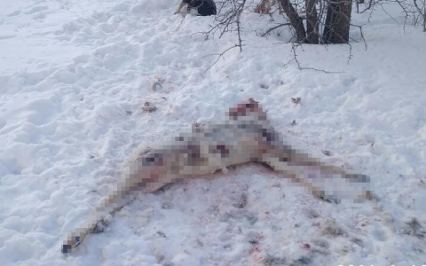 В Пензенской области напротив детсада обнаружили растерзанное животное