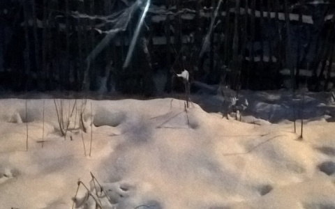 Пензенский лыжник заблудился в темном лесу