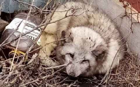 В Пензенскую область незаметно пробрался песец
