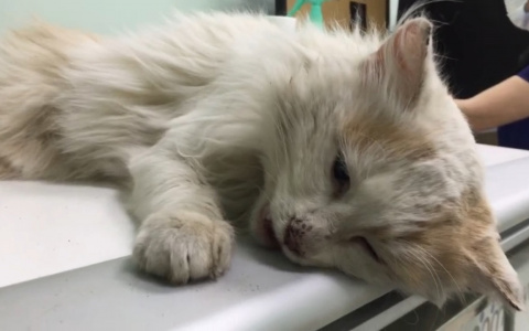 Состояние критическое! Пензенцев просят помочь коту с тяжелой судьбой