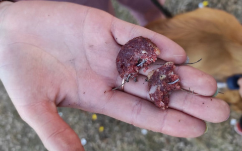 Мечтает накормить их гвоздями: в Пензе появился маньяк-живодер