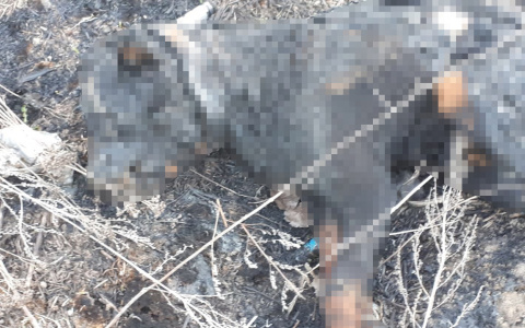 Жесть! В Пензе неизвестные сожгли собаку