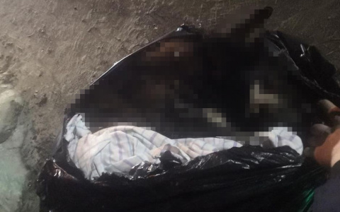 Шок! В Пензенской области трупы собак приносят к воротам организации - видео