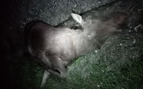 В Пензенской области под колесами фуры погибла лосиха