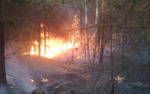 В Пензенской области продолжают полыхать лесные пожары