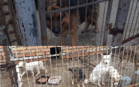 Лежали трупы: пензенские зоозащитники ужаснулись от увиденного в МУПе