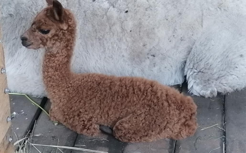 В Пензенском зоопарке появился новый постоялец