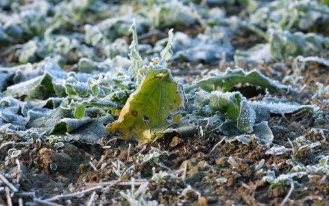 Жителей Поволжья предупредили о заморозках до -6 градусов