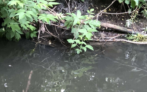 «Рыба всплыла»: в Пензенской области жители жалуются на отходы в реке