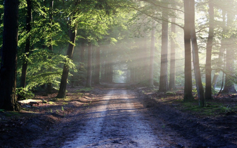 В Пензе остановлены поиски без вести пропавшего 17-летнего парня